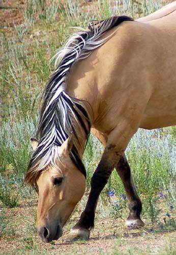 Beautiful Mane.. Norwegian Fjord Horse